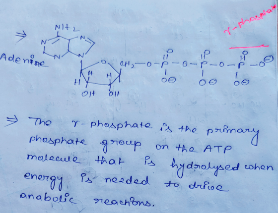 N/t N 11 Adenine OH2-0-PG P-0-P 1 HY phosphate s the prtma The phosphate on tAo ATP malecule Aak ydolyed ohen Pneeded enemgy