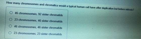 How many chromosomes and chromatics would a typical human cell have after duplication but before mitosis? 0 46 chromosomes, 9