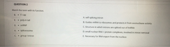 QUESTION 2 Match the term with its function B. - 5cap E poly-A tail D. SnRNP A self-splicing intron B. Guides mRNA to riboso