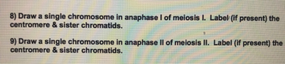 8) Draw a single chromosome in anaphase 1 of meiosis I. Label (if present) the centromere & sister chromatids. 9) Draw a sing