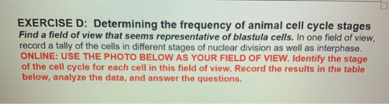 EXERCISE D: Determining the frequency of animal cell cycle stages Find a field of view that seems representative of blastula