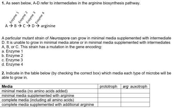 1. As seen below, A-D refer to intermediates in the arginine biosynthesis pathway. Enzyme 1 Enzyme 2 Enzyme 3 Enzyme 4 AB+CƏD