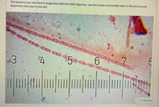 The bacteria you see here is magnified with the 100X objective. Use the ocular micrometer seen in the picture and determine t