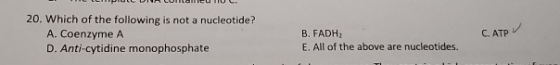20. Which of the following is not a nucleotide? A. Coenzyme A D. Anti-cytidine monophosphate B. FADH2 E. All of the above are