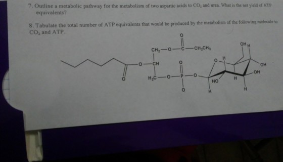 7. Outline a metabolic pathway for the metabolism of two aspartic acids to CO, and urea. What is the net yield of ATIP equivalents? 8. Tabulate the total number of ATP equivalents that would be produced by the metabolism of the following molecule to CO2 and ATP. 0 OH CH2-0CCH2CH3 OH OH Ho