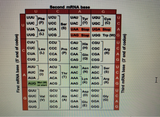 Second mRNA base UUU Ph. UcU 7 UGU UUC (F) UCC UACJM JUGC (C) UUA Leu UCA (S) UAA Stop UGA Stop VUG (L) UCG UGG Trp (W CUU cc