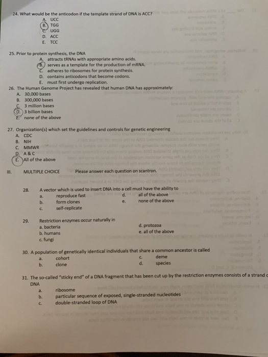 24. What would be the anticodon if the template strand of DNA Is ACC A UCC B.) TGG UGG D. ACC E. TCC 25. Prior to protein syn