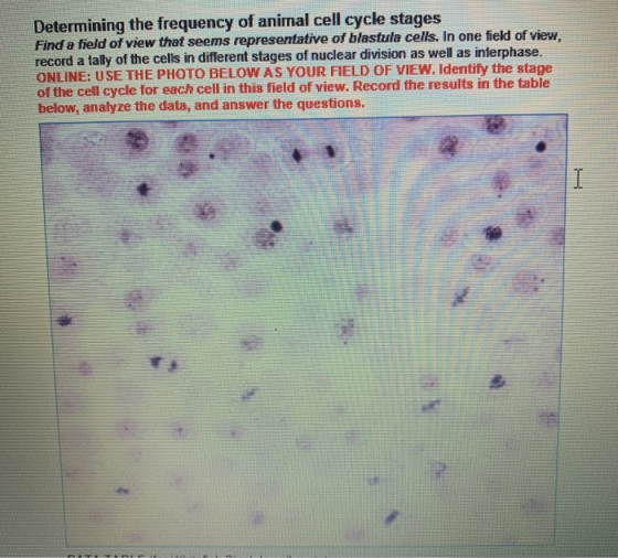 Determining the frequency of animal cell cycle stages Find a field of view that seems representative of blastula cells. In on