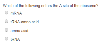 Which of the following enters the A site of the ribosome? O mRNA tRNA-amno acid amno acio O tRNA