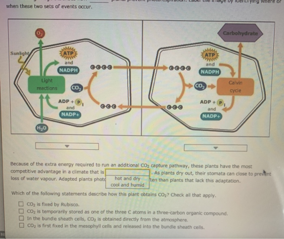 POPULTE LUL CHUYU UCHILI COUL when these two sets of events occur. Carbohydrate Sunlight and and NADPH C-CGC OCCO NADPH Light