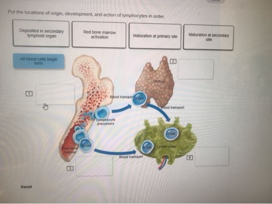 Put the locations of origin, development, and action of lymphocytes in order Deposited in secondary lymphoid organ Red bone m