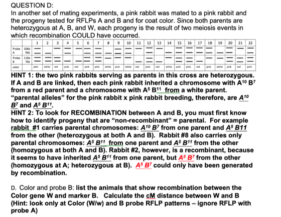 QUESTION D: In another set of mating experiments, a pink rabbit was mated to a pink rabbit and the progeny tested for RFLPs A
