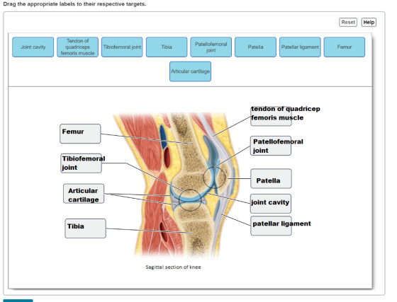 Drag the appropriate labels to their respective targets. Reset Help Joint cavity Tendon of quadriceps femoris muscle re Tibio