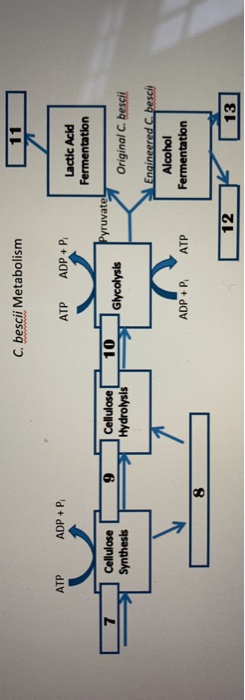 C. bescii Metabolism 11 ATP ADP + P ATP ADP+P Lactic Acid Fermentation 7 Cellulose Synthesis 9 Cellulose Hydrolysis 10 Glycol