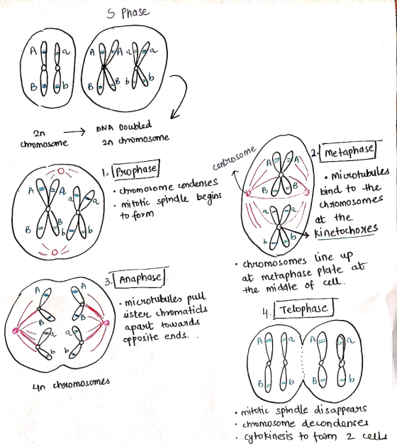 s Phase Aal A AJAA JA 2n - chromosome DNA Doubled 2n chromosome centrosome Prophase] chromosome condenses 1mitotic spindle be