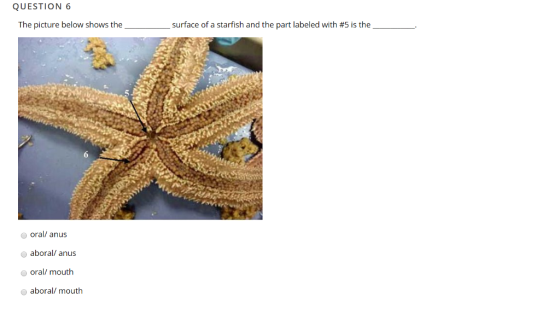 QUESTION 6 The picture below shows the surface of a starfish and the part labeled with #5 is the oral/ anus o aboral/ anus oral/ mouth aboral/ mouth