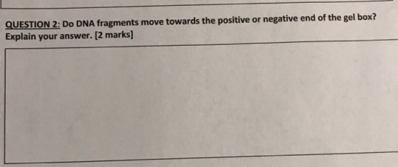 QUESTION 2: Do DNA fragments move towards the positive or negative end of the gel box? Explain your answer. [2 marks]