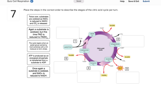 Quiz Cell Respirationi Saved Help Save & Exit Submit Place the steps in the correct order to describe the stages of the citri