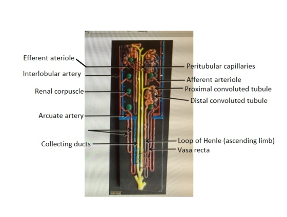 Efferent ateriole Peritubular capillaries Interlobular artery Afferent arteriole Proximal convoluted tubule Renal corpuscle D