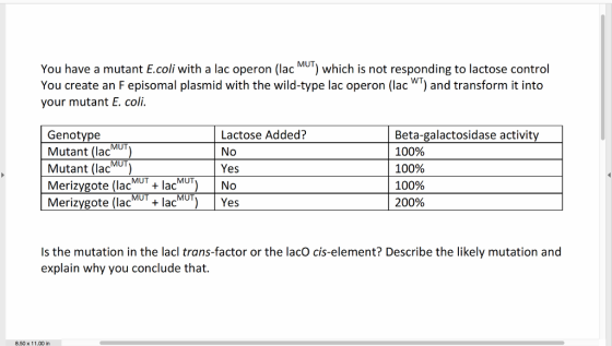 You have a mutant E.coli with a lac operon (lacMuT) which is not responding to lactose control You create an F episomal plasmid with the wild-type lac operon (lacW) and transform it into your mutant E. coli Genotype Mutant (lac) Mutant (lac Merizygote (lacMUT+ lacMUT)No Merizygote (lalacYes Lactose Added? Beta-galactosidase activity 100% 100% 100% 200% MUT Yes MUT MUT Is the mutation in the lacl trans-factor or the lacO cis-element? Describe the likely mutation and explain why you conclude that. 8.50 x 11.00 in