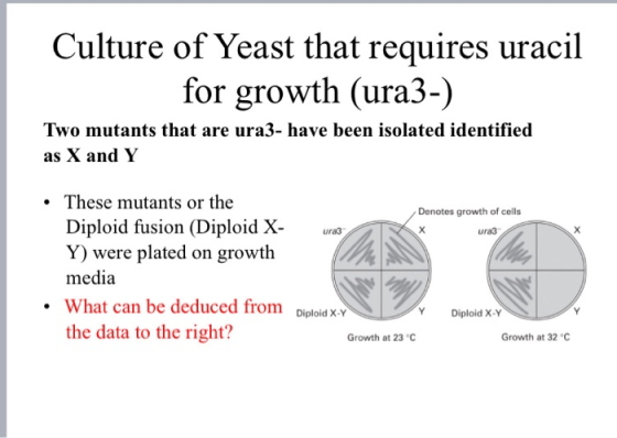 Culture of Yeast that requires uracil for growth (ura3-) Two mutants that are ura3- have been isolated identified as X and Y