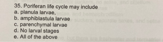 35. Poriferan life cycle may include a. planula larvae, b. amphiblastula larvae c. parenchymal larvae d. No larval stages e.