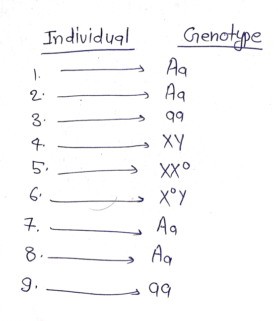 Individual Genotype Aa Aa 2: 3 99 4 5 6 XY XX Xºy Aa 7, 8. Aa g. 99