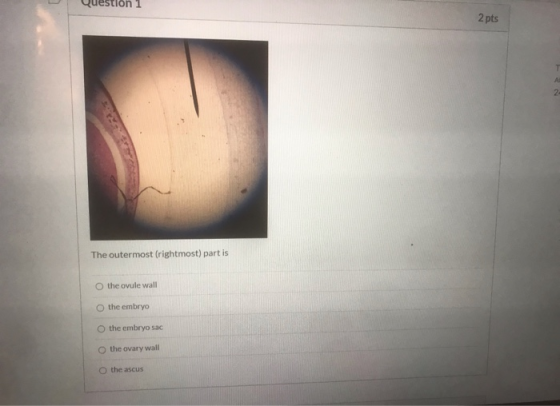 Question 1 2 pts The outermost (rightmost) part is O the ovule wall the embryo the embryo sac the ovary wall the ascus