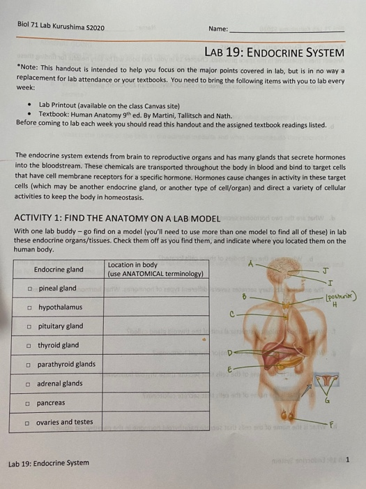 Biol 71 Lab Kurushima S2020 Name: LAB 19: ENDOCRINE SYSTEM *Note: This handout is intended to help you focus on the major poi