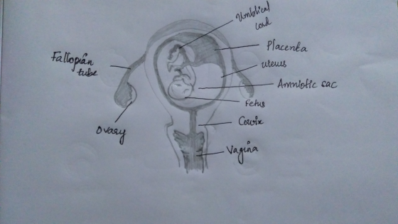 lokl Placenta uteus tallopan Ammighte cac fetus Cavin Caurix