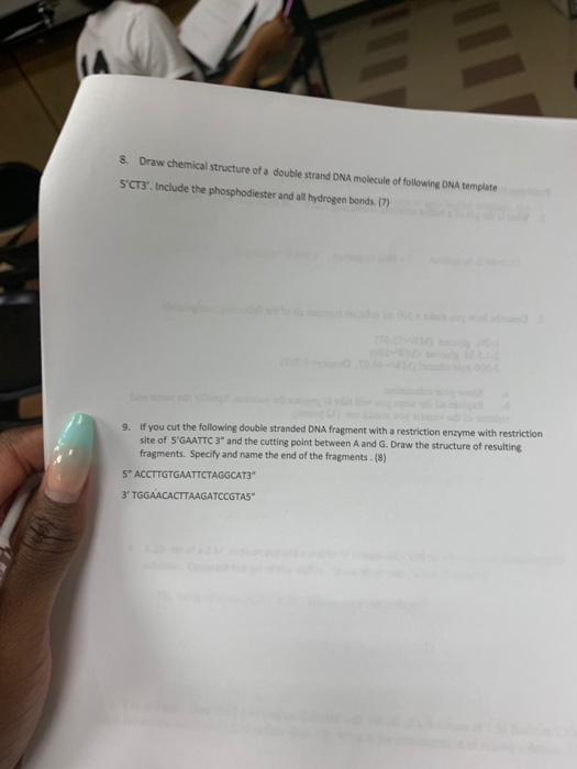 8. Draw chemical structure of a double strand DNA molecule of following DNA template SCT3. Include the phosphodiester and al