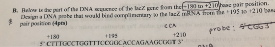 B. Below is the part of the DNA sequence of the lacZ gene from the(+180 to +210 base pair position. Design a DNA probe that w