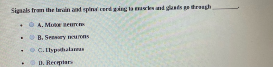 Signals from the brain and spinal cord going to muscles and glands go through • • • A. Motor neurons B. Sensory neurons C. Hy