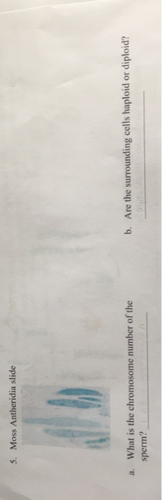 5. Moss Antheridia slide b. Are the surrounding cells haploid or diploid? a. What is the chromosome number of the sperm?