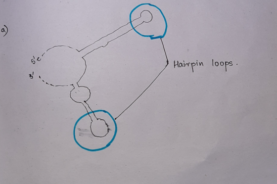. ) Hairpin loops. O
