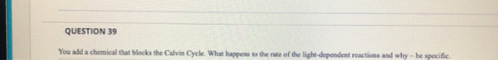 QUESTION 39 You add a chemical that blocks the Calvin Cycle. What happens to the rate of the light-dependent reactions and wh