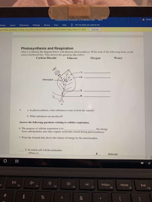 Photosynthesis Worksheet (Protected View - Word Design Layout References Maling Review View Help Tell me what you want to do