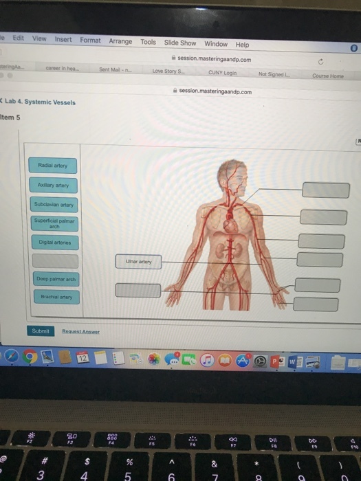 e Edit View Insert Format Arrange Tools Slide Show Window Help Sent Mail-n Love Story S CUNY LoginNot Signed L Lab 4. Systemic Vessels tem 5 Radial artery Axillary artery Digital arteries uar artery Deep paimar arch Brachial artery Request Answer 80 메 3 4 5