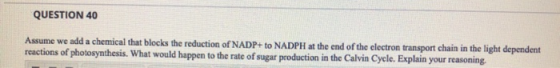 QUESTION 40 Assume we add a chemical that blocks the reduction of NADP+ to NADPH at the end of the electron transport chain i
