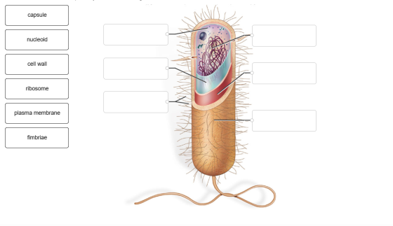 capsule nucleoid cell wall ribosome plasma membrane fimbriae