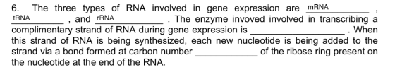 6. The three types of RNA involved in gene expression are mRNA tRNA complimentary strand of RNA during gene expression is this strand of RNA is being synthesized, each new nucleotide is being added to the strand via a bond formed at carbon number the nucleotide at the end of the RNA. The enzyme invoved involved in transcribing a When , and rRNA of the ribose ring present on