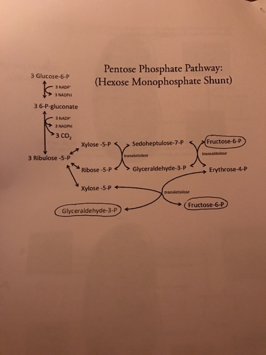 Pentose Phosphate Pathway: 3 Glucose-6-P (Hexose M
