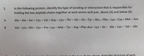 1. In the following protein, identify the type of bonding or interaction that is responsible for holding the two peptide chai