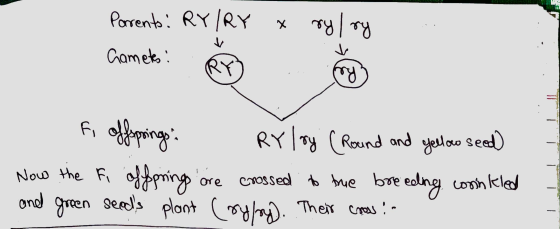 Parents: RY/RY X | Gametes: ry I ry V Ty (RY fi offsprings: RY lry (Round and yellow seed Now the Fi offering ore crossed to
