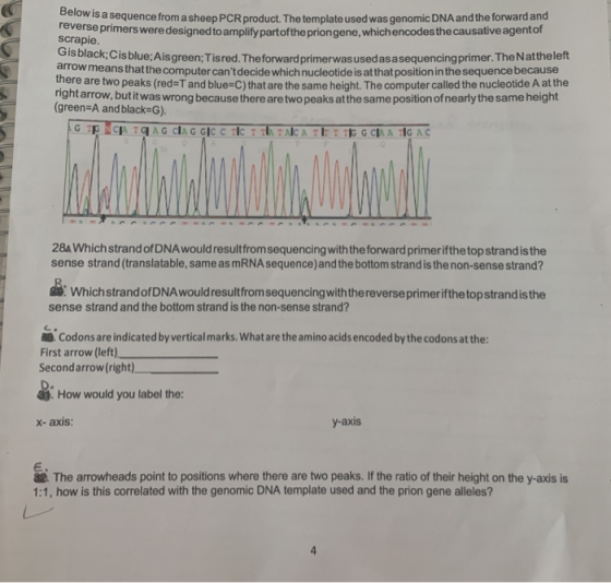 sa sequence from a sheep PCR product. The template used was genomic DNA and the forward and se primers were designed to ampli