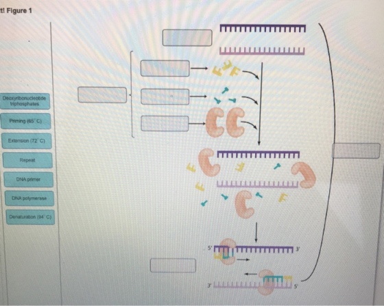 t! Figure 1 tes Priming (65 C) Extension (72 C) Repeat DNA primer Denaturation (94 C) 5