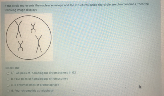 If the circle represents the nuclear envelope and the structures inside the circle are chromosomes, then the following image