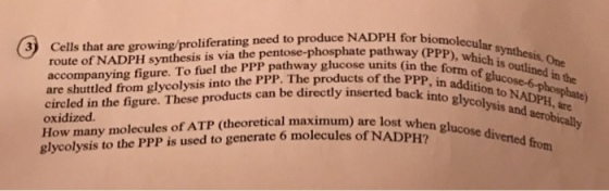 Pentose Phosphate Pathway: 3 Glucose-6-P (Hexose M