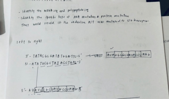 Identify the mRNA seq and pulypeptide seq Idently the speake tipe of INA mutation a protein mutation That would resuld it he