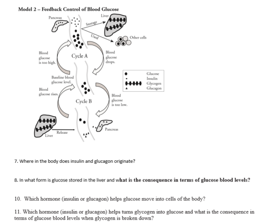 Model 2 - Feedback Control of Blood Glucose Pancreas .. Liver Other cells OO Blood glucose is too high. Cycle A Blood glucose